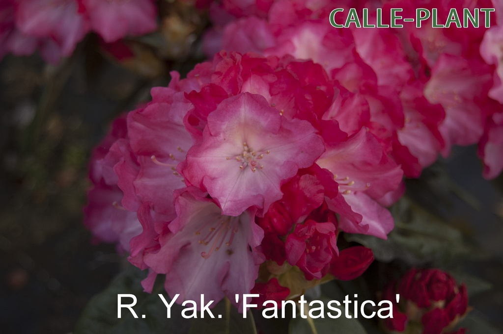 RHODODENDRON (Y) 'FANTASTICA' (20-25 CM)