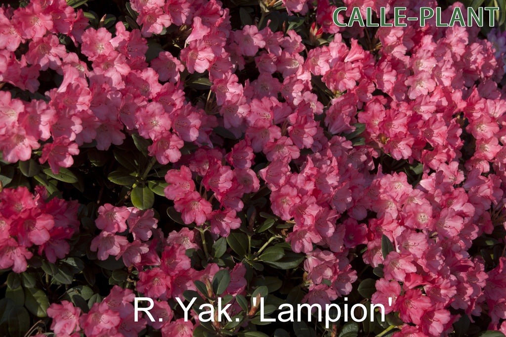 RHODODENDRON (Y) 'LAMPION' (20-25 cm)