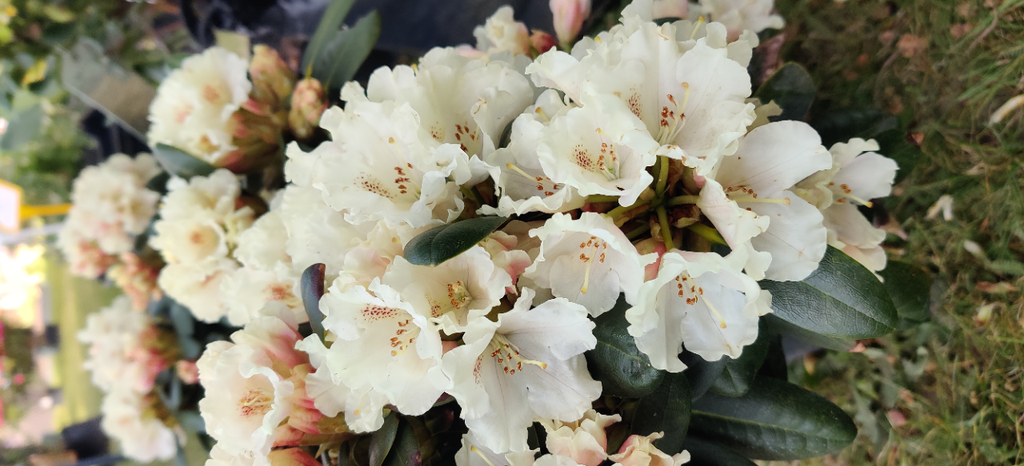 RHODODENDRON (Y) 'MARIETTA' (20-25 cm)