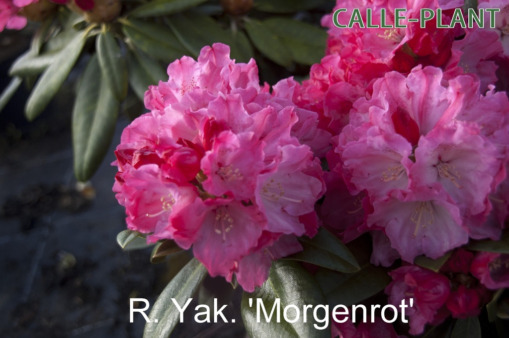 RHODODENDRON (Y) 'MORGENROT' (20-25 cm)