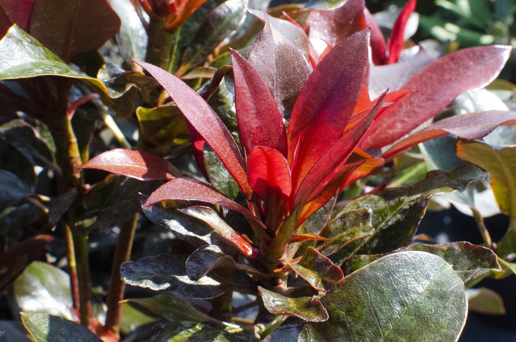 [RHCPI30] RHODODENDRON CHOCO & PINK (Pot, 30-40 cm)