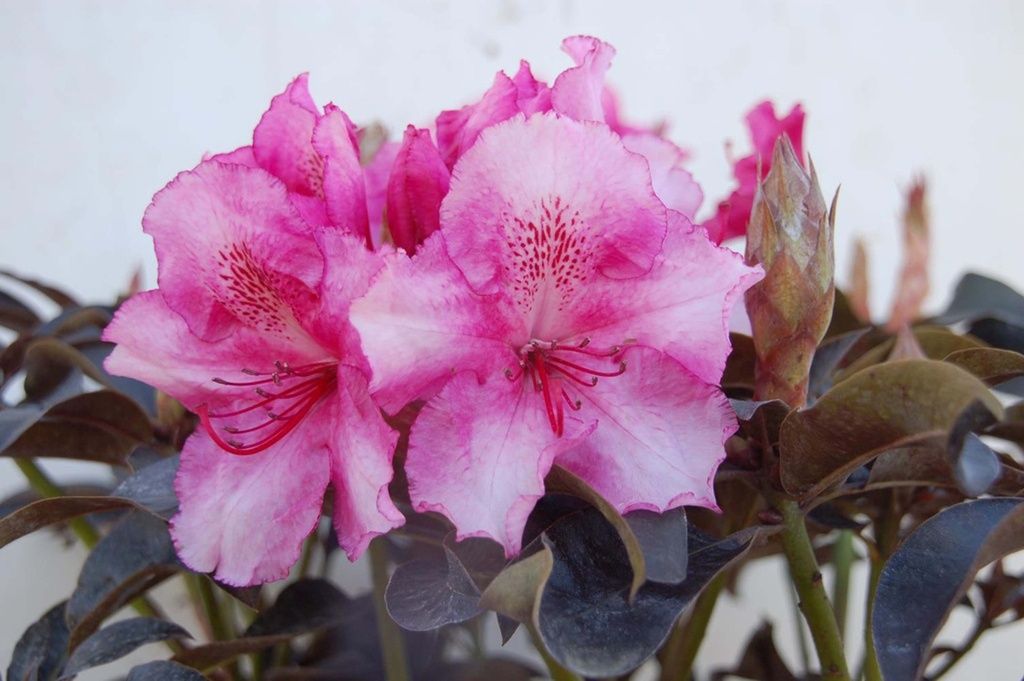 RHODODENDRON CHOCO & PINK