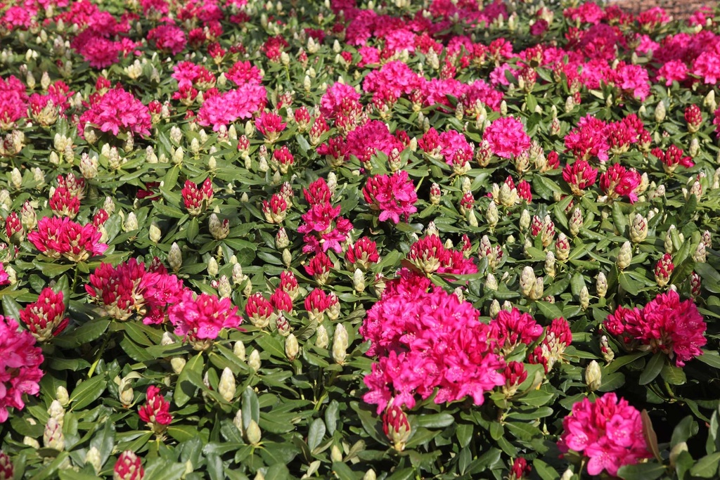 [xx] RHODODENDRON 'NOVA ZEMBLA' (Pot, 30-40 cm)