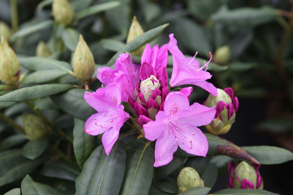 [xx] RHODODENDRON 'ROSEUM ELEGANS' (Pot, 30-40 cm)