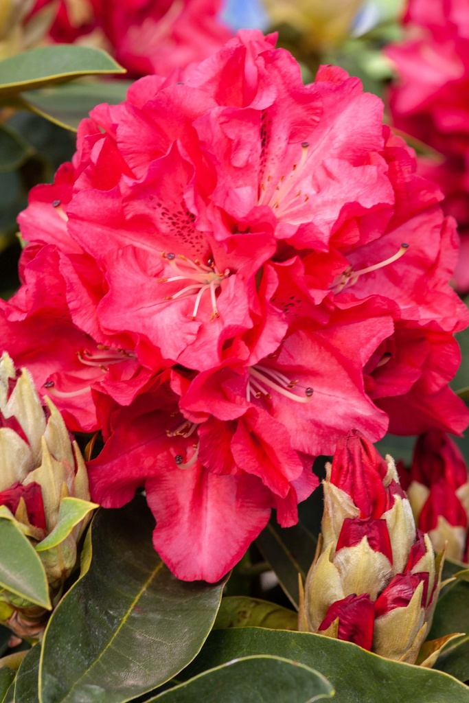 [xx] RHODODENDRON 'WILGEN'S RUBY' (Pot, 30-40 cm)