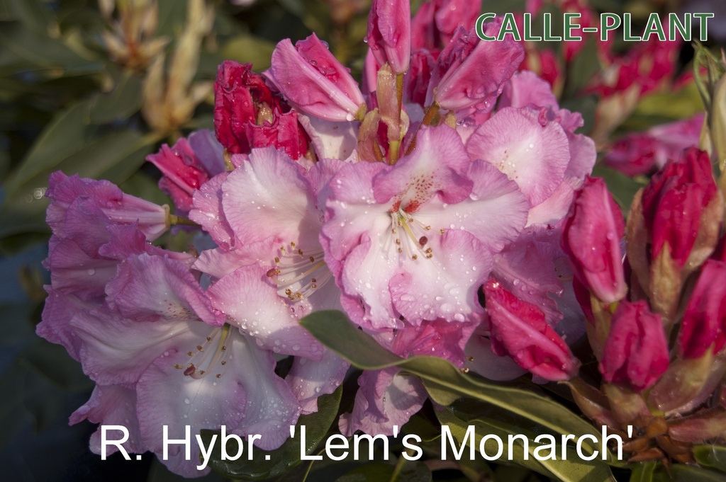 RHODODENDRON 'LEM'S MONARCH' (20-25 cm)