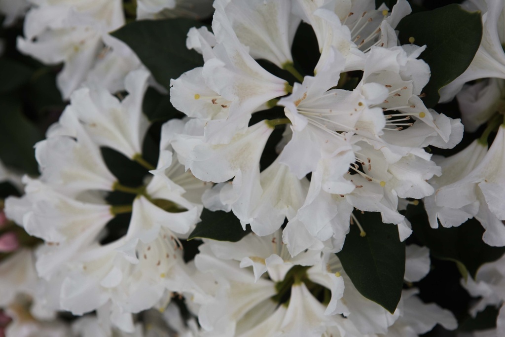 [RCWH50C] RHODODENDRON 'CUNNINGHAM'S WHITE' (Pot, 50-60 cm)