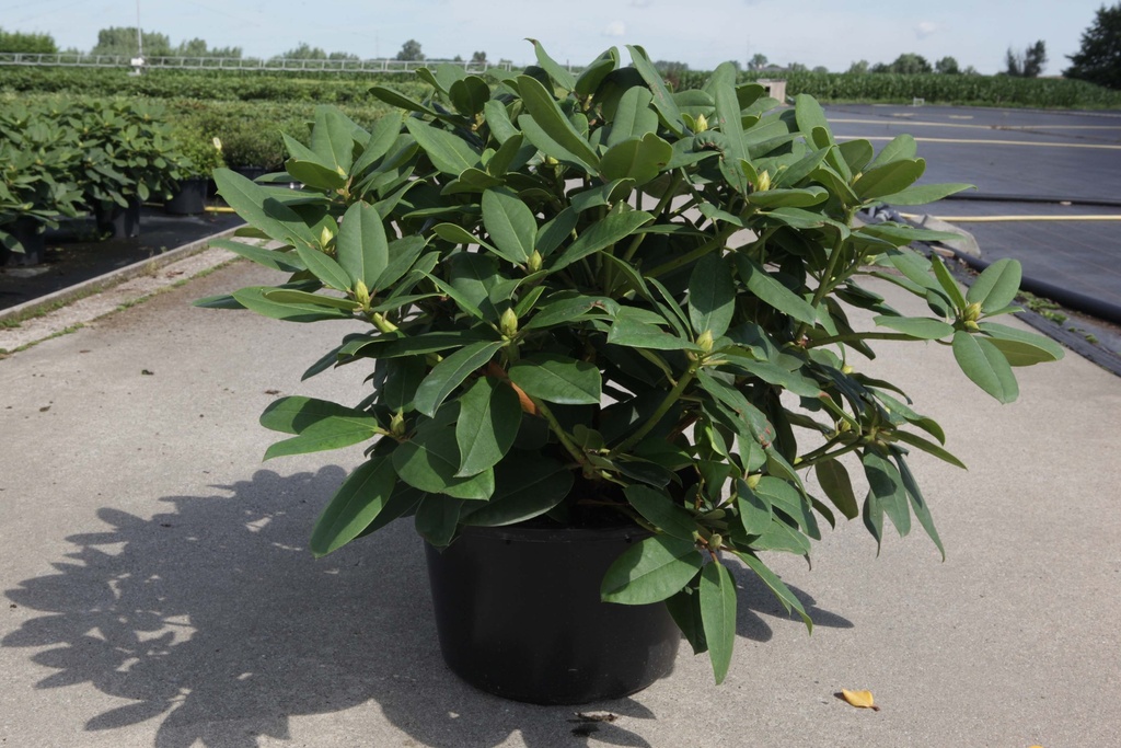 [xx] RHODODENDRON 'GERMANIA' (Pot, 30-40 cm)