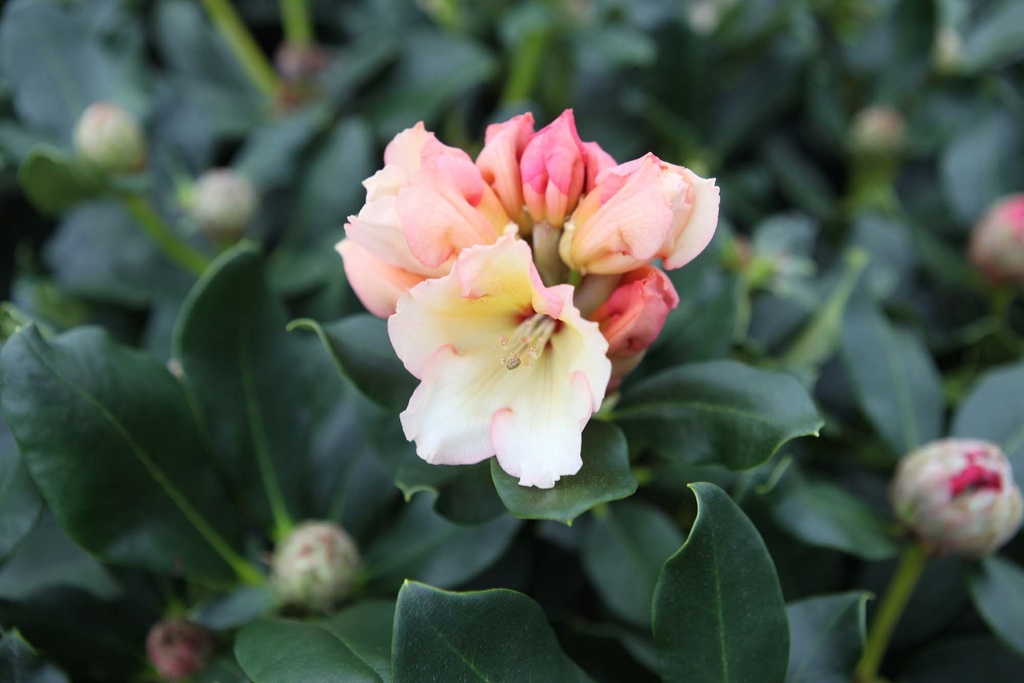 [xx] RHODODENDRON 'HORIZON MONARCH' (Pot, 30-40 cm)