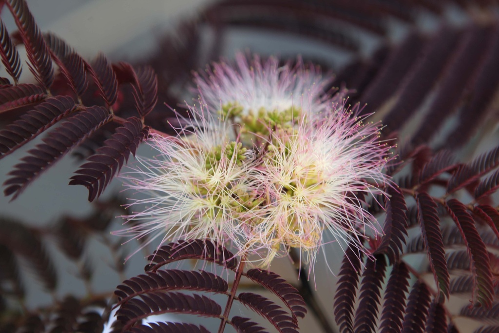 ALBIZIA JULIBRISSIN 'SUMMER CHOCOLATE'