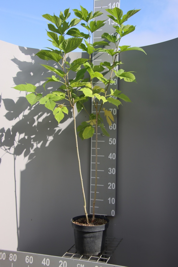 [masts60] MORUS ALBA 'SHIN-TSO' (Pot 2 liter, 60-80 cm)