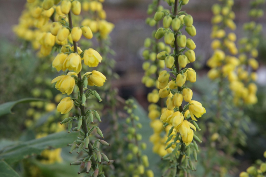 [MMWI40KL] MAHONIA MEDIA 'WINTER SUN' (Motte, 40-60 cm)