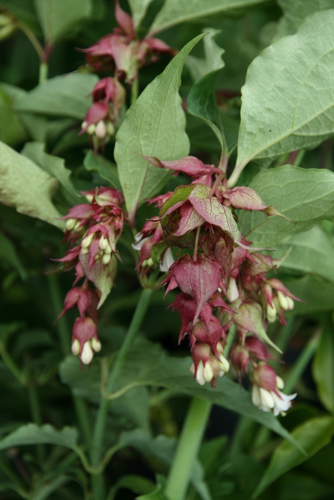 LEYCESTERIA FORMOSA
