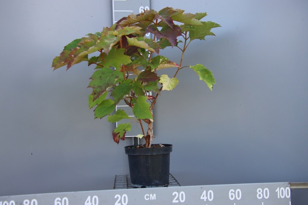 HYDRANGEA QUERCIFOLIA