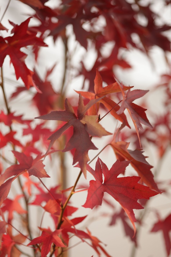 LIQUIDAMBAR STYRACIFLUA 'WORPLESDON'