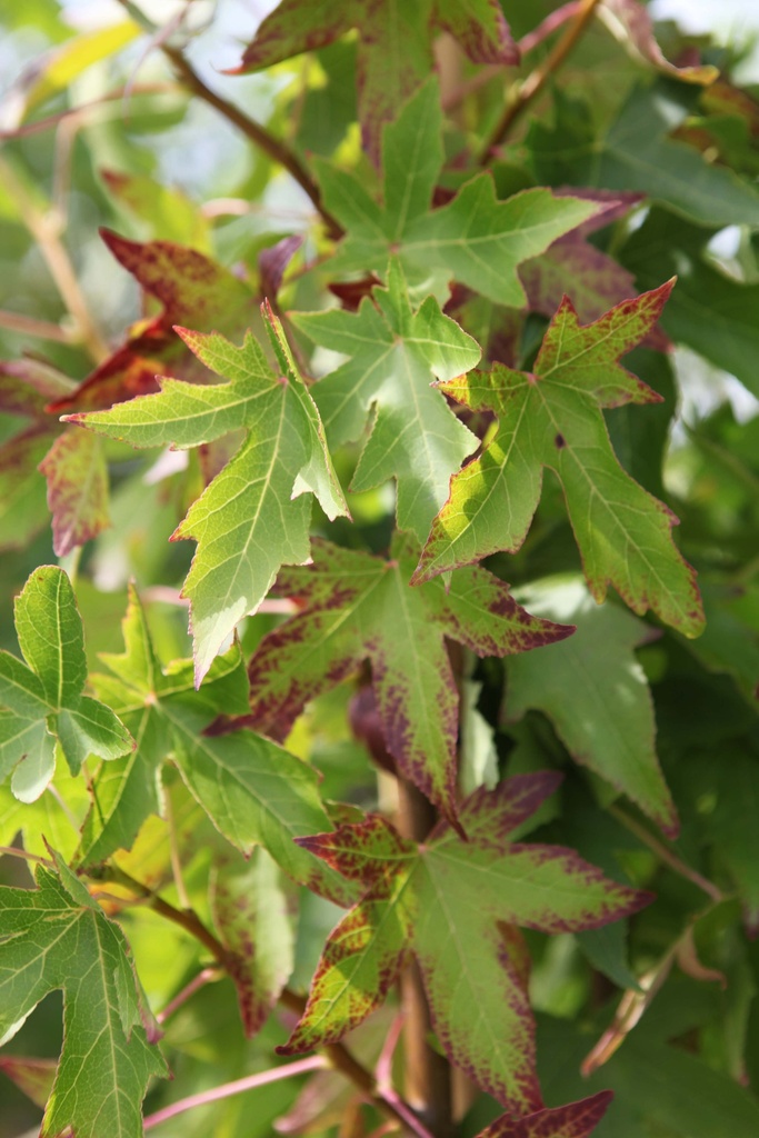 [lsywo80] LIQUIDAMBAR STYRACIFLUA 'WORPLESDON' (Pot 3 litres, 80-100 cm)