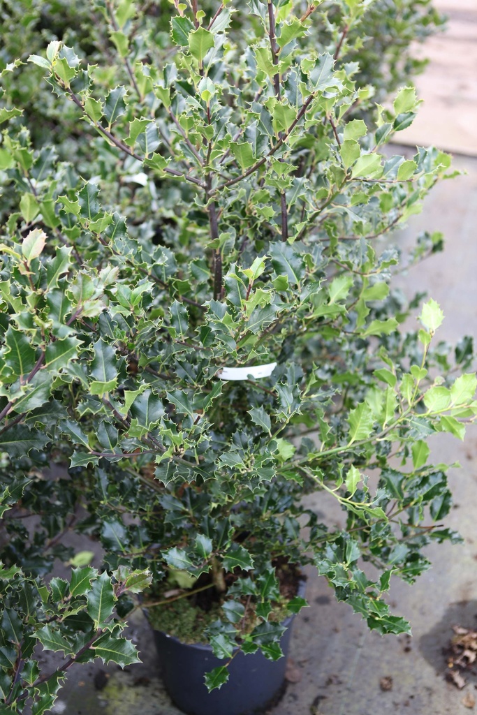 [IAQ125KL] ILEX AQUIFOLIUM (Motte, 125-150 cm)