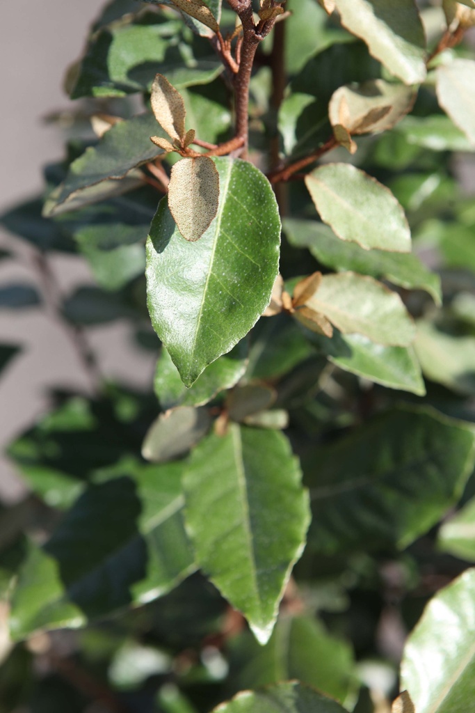ELAEAGNUS EBBINGEI