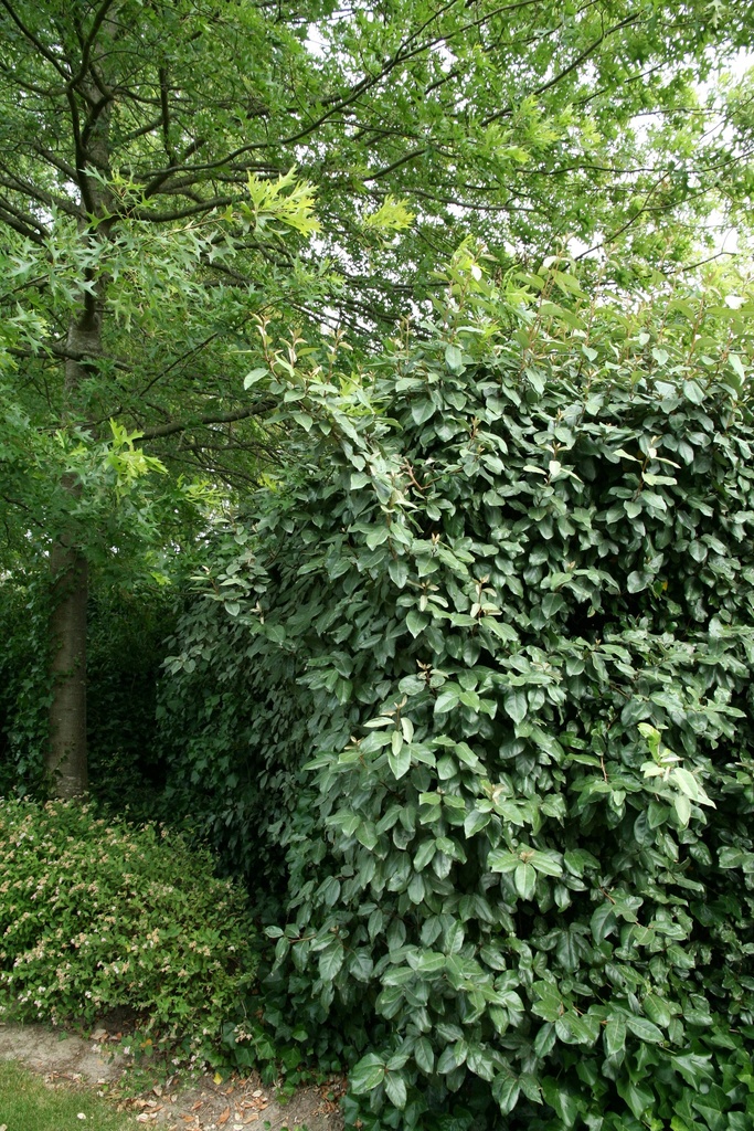 [eeb125] ELAEAGNUS EBBINGEI (Motte, 125-150 cm)