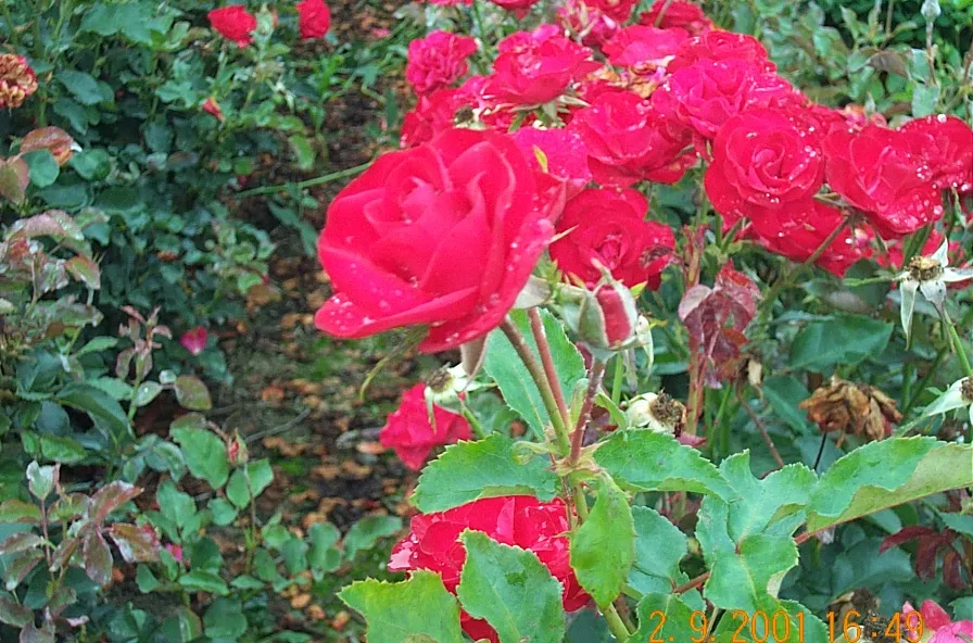 [ROWE] ROSA 'WETTRA' (Racines nues)