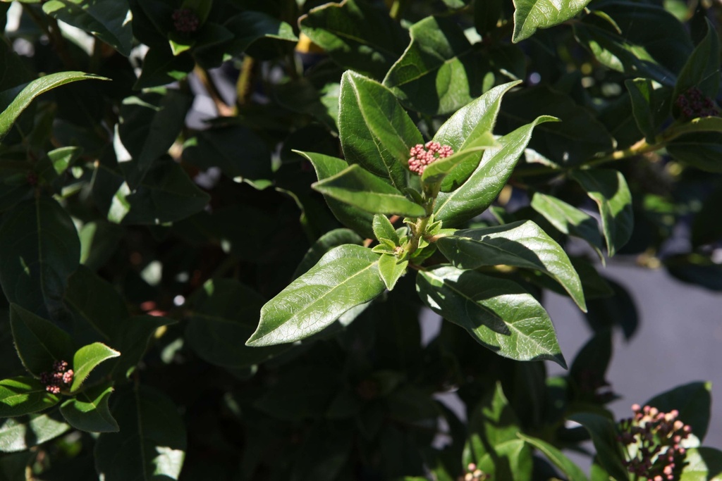 VIBURNUM TINUS