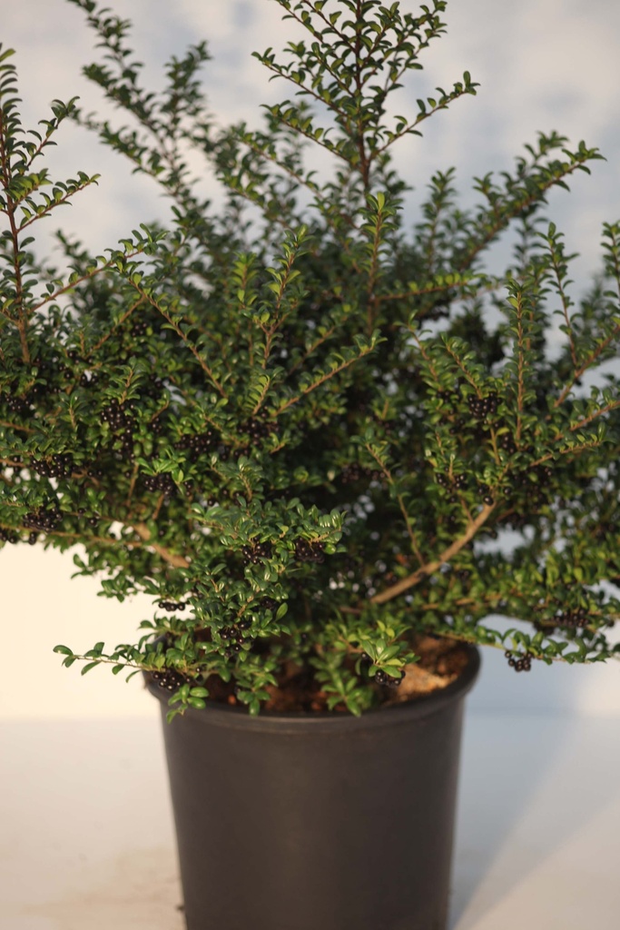 [ICCO25] ILEX CRENATA 'CONVEXA' (Pot 3 litres, 25-30 cm)