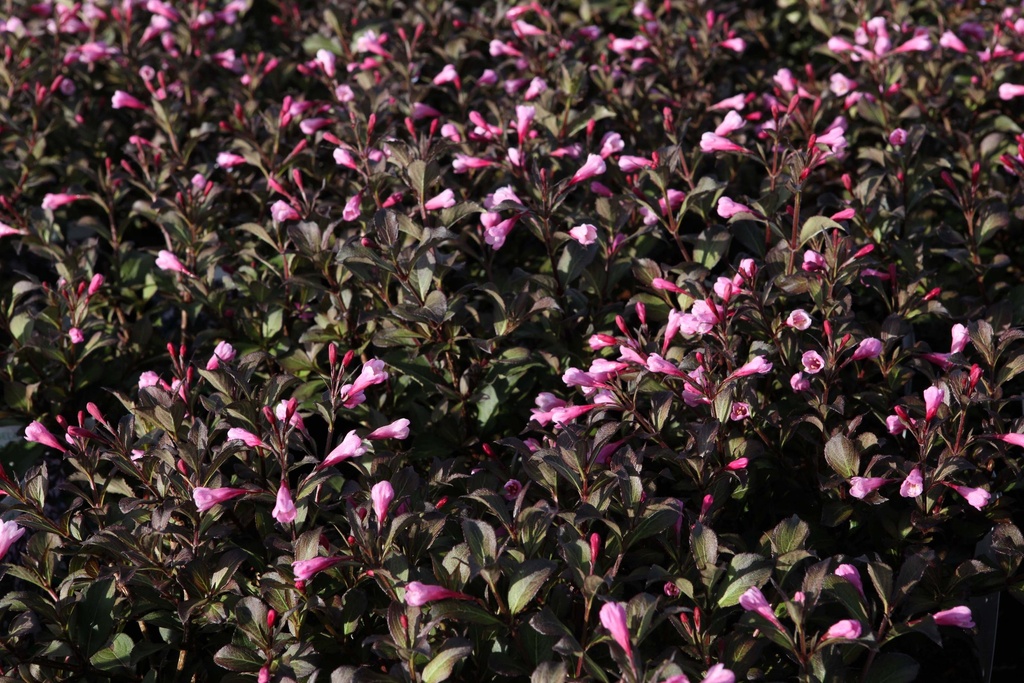 [WFNPU40] WEIGELA FLORIDA 'NANA PURPUREA' (Pot 3 litres, 40-60 cm)