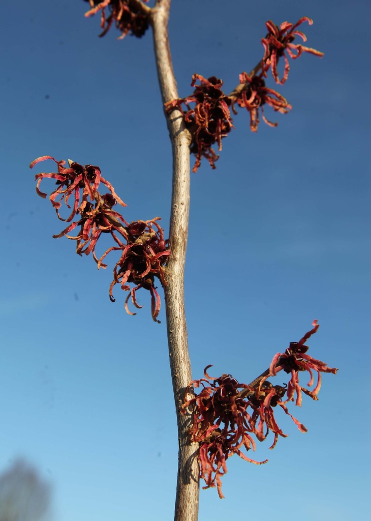 HAMAMELIS INTERMEDIA 'RUBY GLOW'