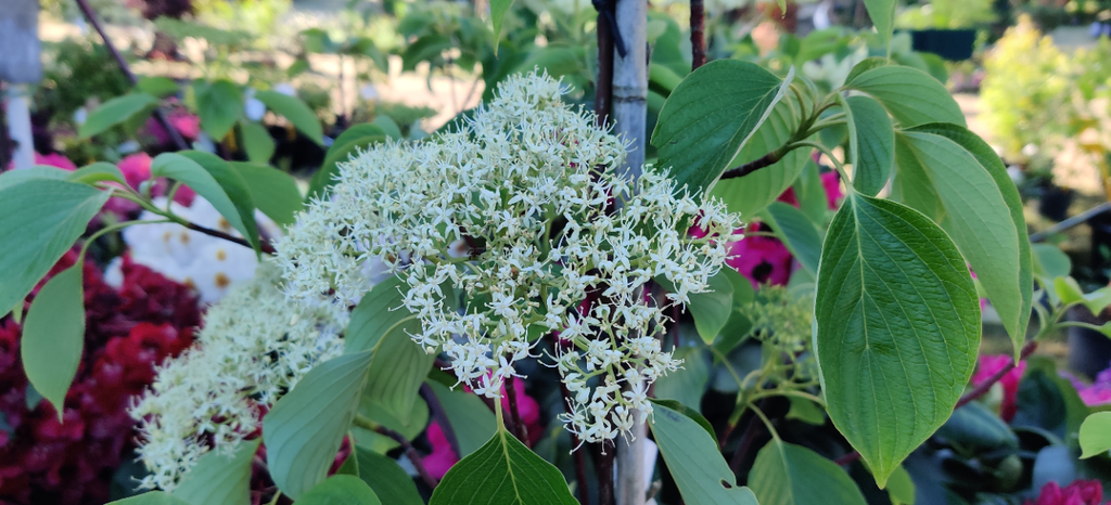 [CCPA100] CORNUS CONTROVERSA 'PAGODA' (Pot, 100-125 cm)
