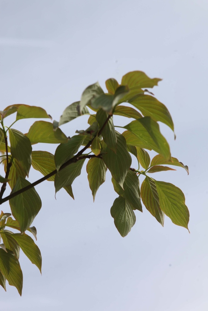 [CCPA100C] CORNUS CONTROVERSA 'PAGODA' (Pot, 100-125 cm)