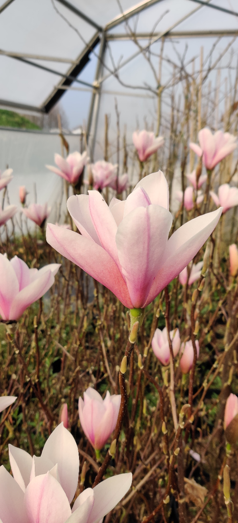 [MHSC200] MAGNOLIA 'HEAVEN SCENT' (Pot, 200-250 cm)