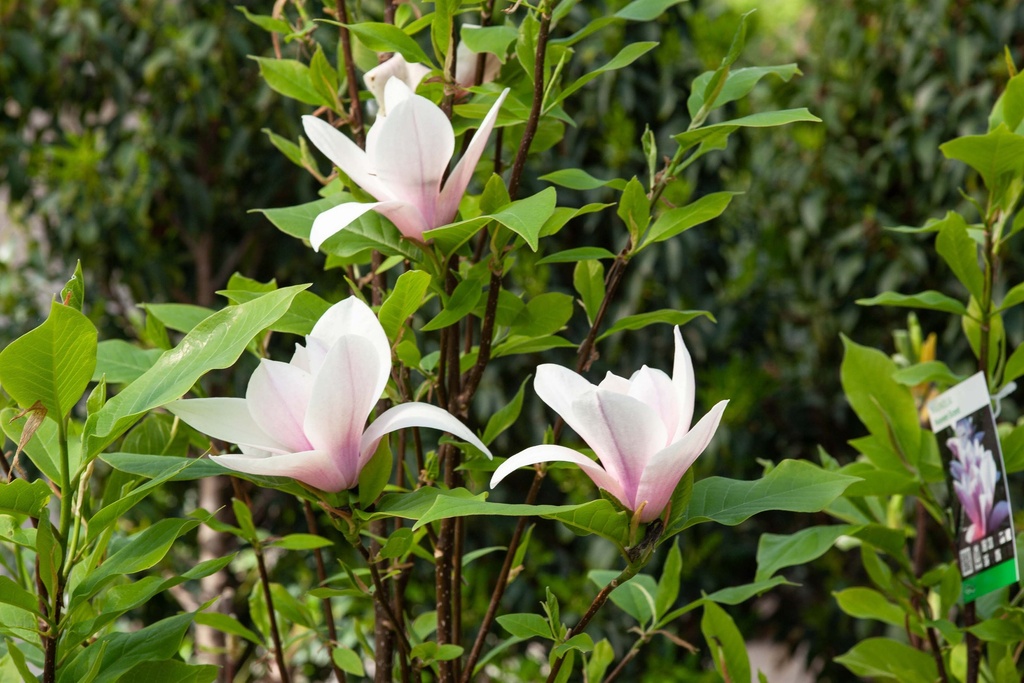 MAGNOLIA 'HEAVEN SCENT'