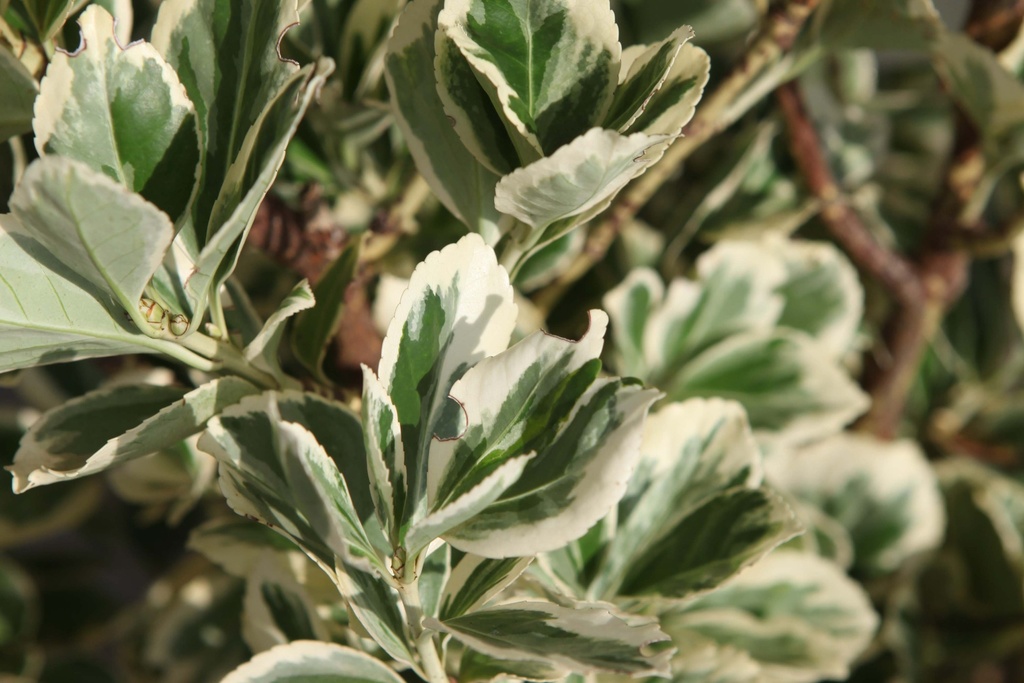 [EJPGA30] EUONYMUS JAPONICUS 'PRESIDENT GAUTHIER' (Pot 3 litres, 30-40 cm)