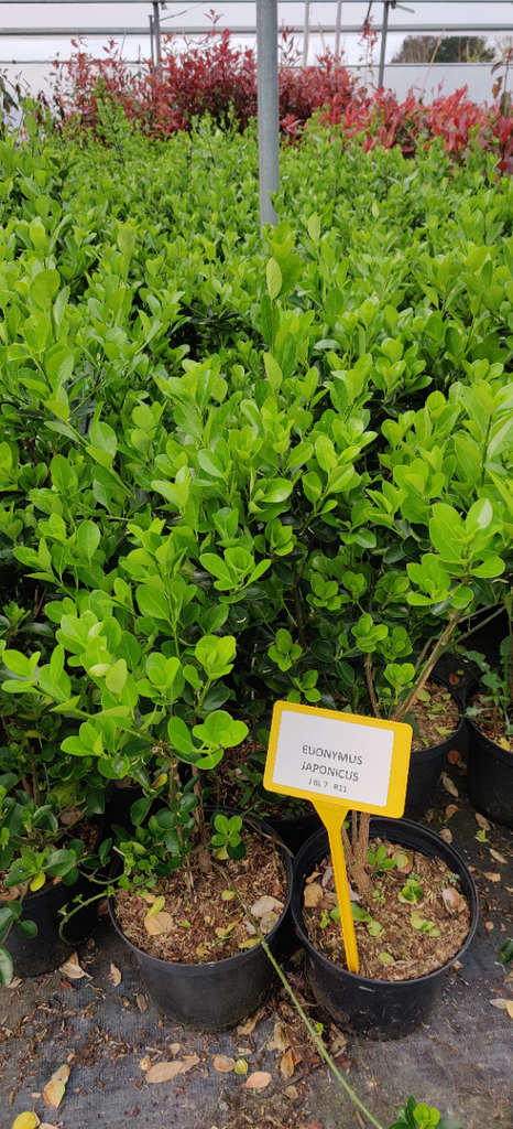 [EJA403] EUONYMUS JAPONICUS (Pot 3 liter, 40-50 cm)
