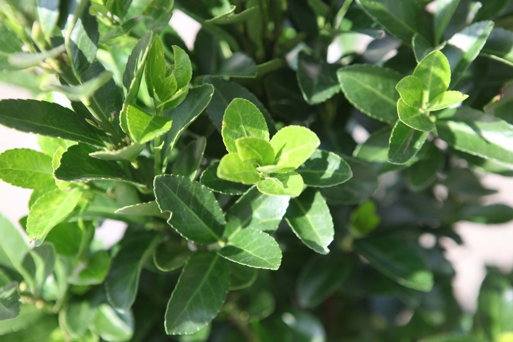 [EJA403] EUONYMUS JAPONICUS (Pot 3 litres, 40-50 cm)