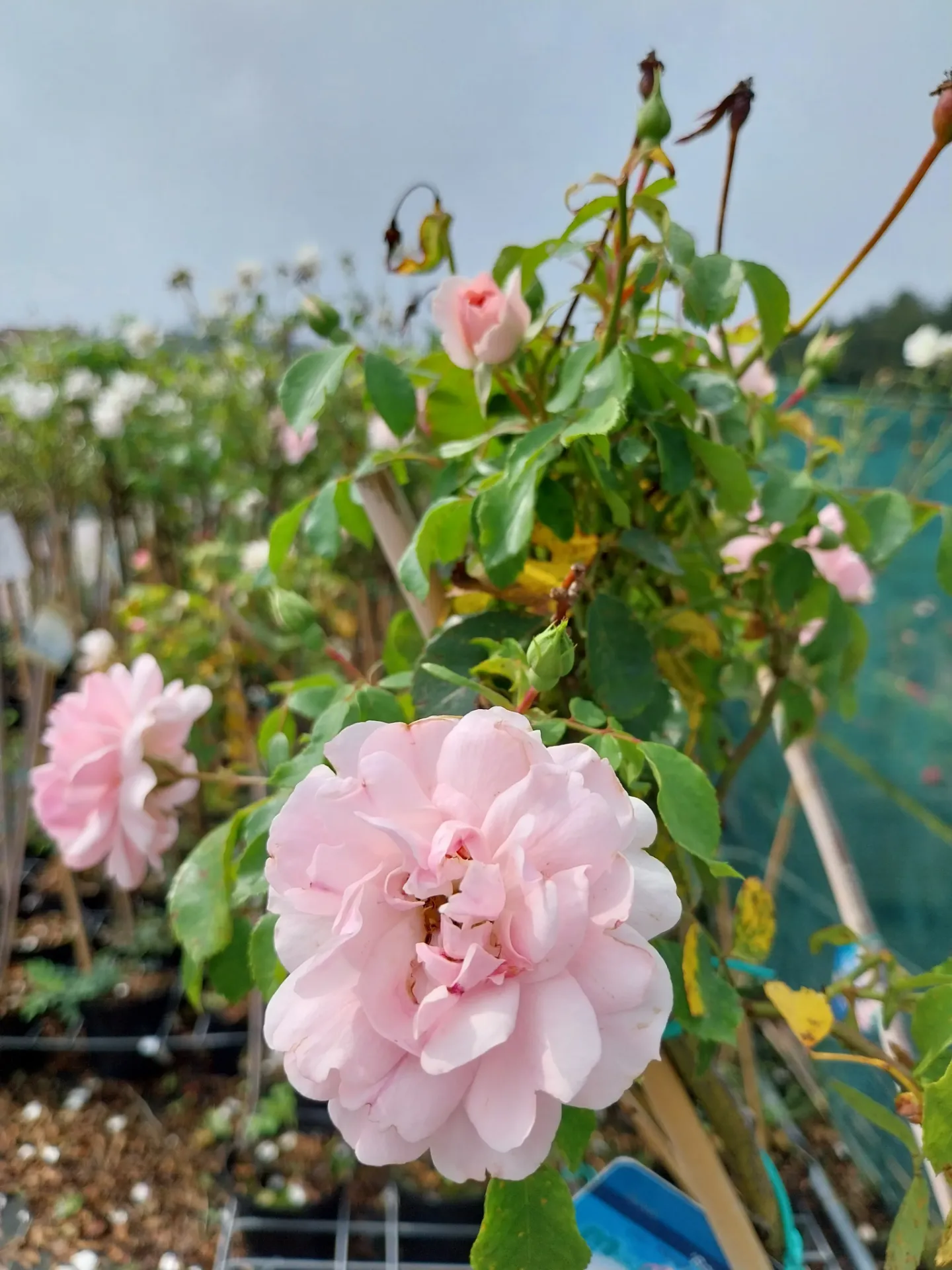 [RBOA] ROSA 'BONICA' (Pot 3 litres, 80-100 cm)
