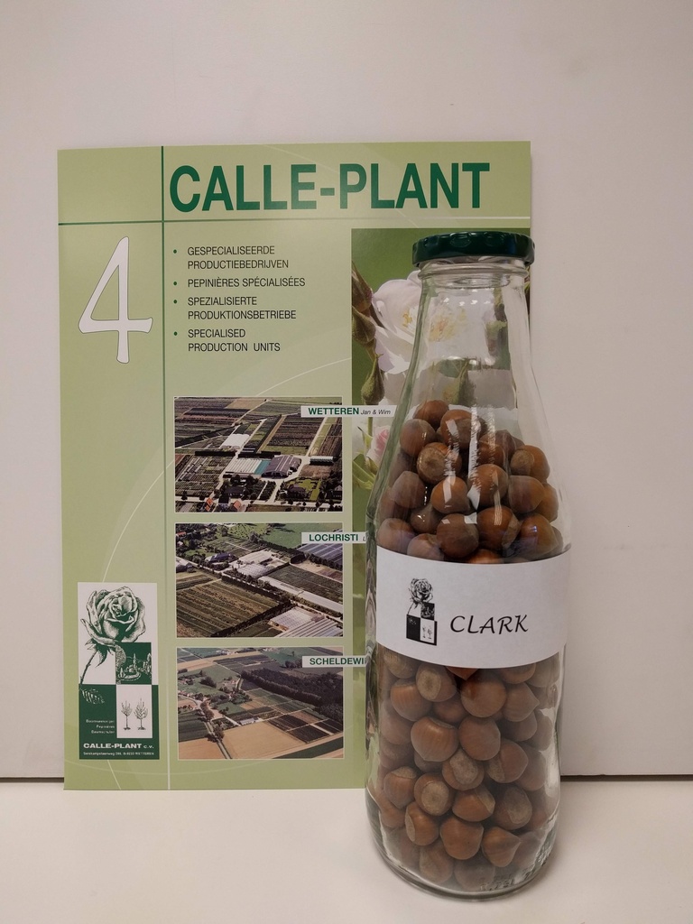 [ccl21] NOISETIER 'CLARK' (Racines nues, 30-60 cm -1/1, marcotte repiquée)