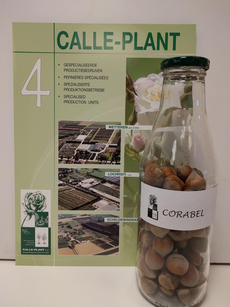[cco21] HAZELAAR CORABEL (Blote wortel, 30-60 cm (-1/1, verplante aflegger))