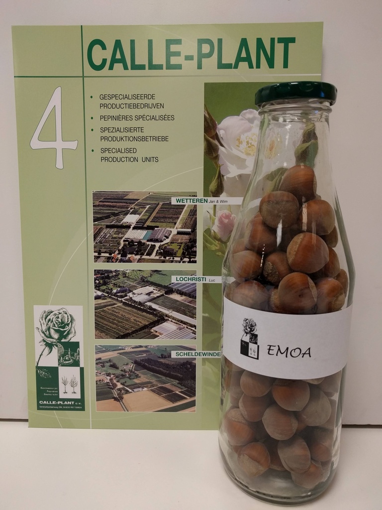 [cem21] NOISETIER EMOA 1 (Racines nues, 30-60 cm -1/1, marcotte repiquée)