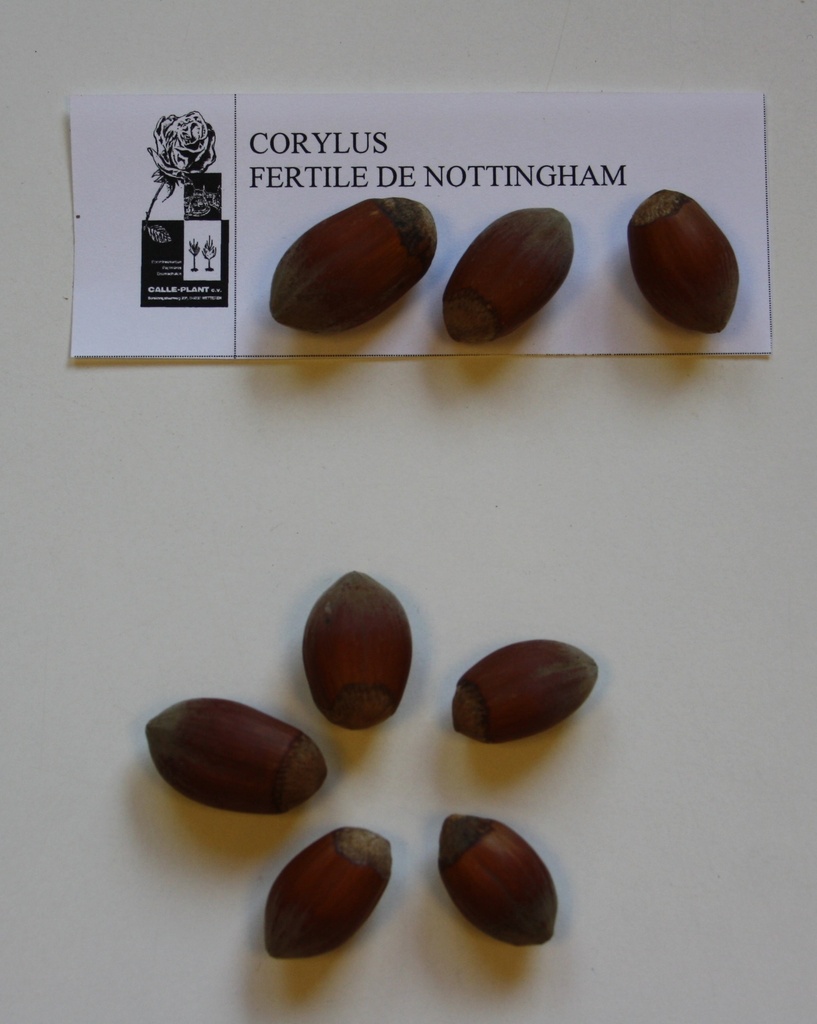 [CNO21] NOISETTIER 'FERTILE DE NOTTINGHAM' (Racines nues, 30-60 cm (-1/1, marcotte repiquée))