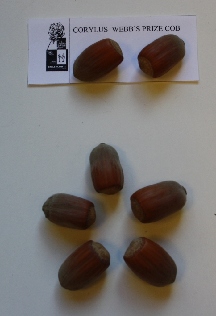 [CWPCO21] HAZELAAR 'WEBB'S PRIZE COB' (Blote wortel, 30-60 cm (-1/1, verplante aflegger))