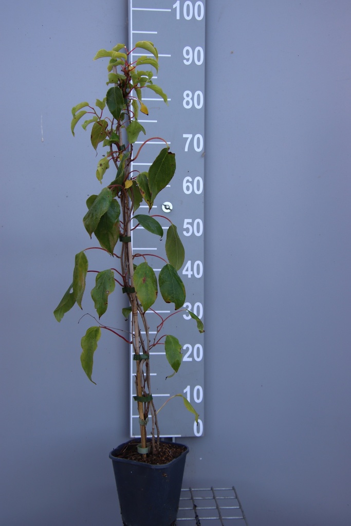 [AAPJU80B] KIWAÏ 'PRINCE JUMBO' (Pot carré 2 litres, 80-100 cm, BE-BIO-01)