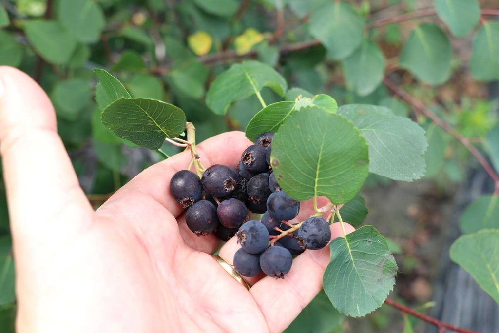 [AAMA30B] AMELANCHIER ALNIFOLIA MARTIN (BE-BIO-01)