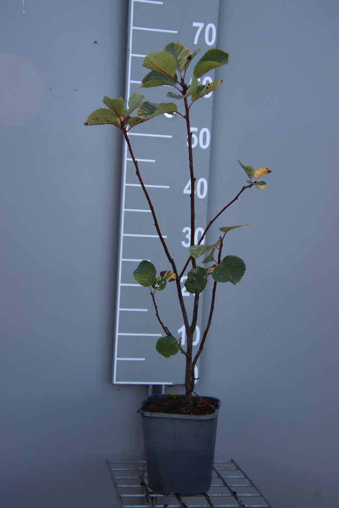 [AAMA30B] AMELANCHIER ALNIFOLIA MARTIN (Pot 3 liter, 30-40 cm, BE-BIO-01)