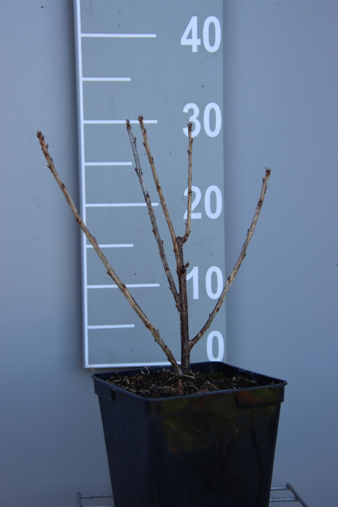 TROSBES 'WITTE PAREL'