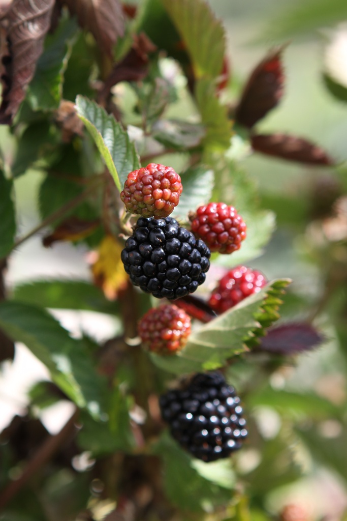 [BRASB] MURIER 'ASTERINA' (R) (BE-BIO-01)