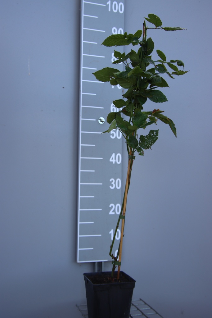 [BRBSAB] BRAAMBES 'BLACK SATIN' (Vierkante pot 2 liter, 80-100 cm, BE-BIO-01)
