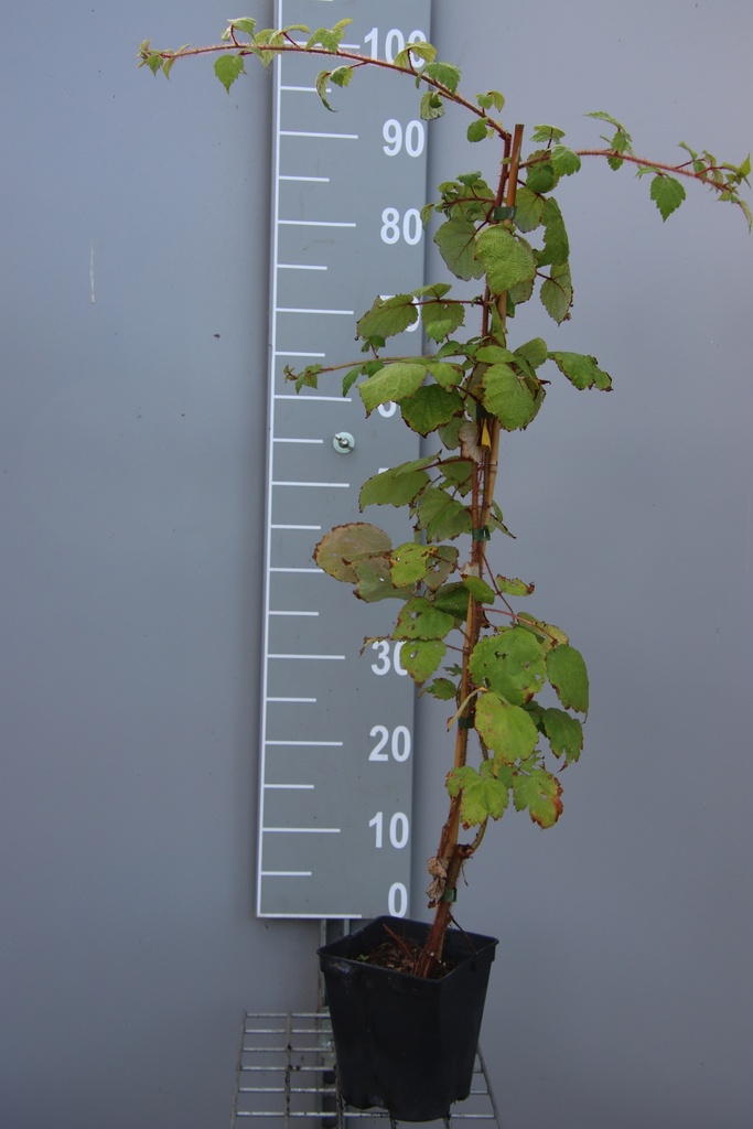 [RPH80B] RUBUS PHOENICOLASIUS (Pot carré 2 litres, 80-100 cm, BE-BIO-01)