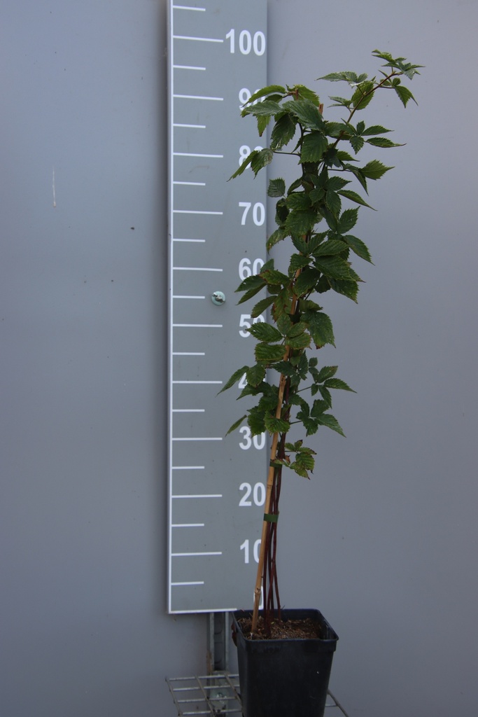 [BRLNEB] BRAAMBES 'LOCH NESS' (Vierkante pot 2 liter, 80-100 cm, BE-BIO-01)