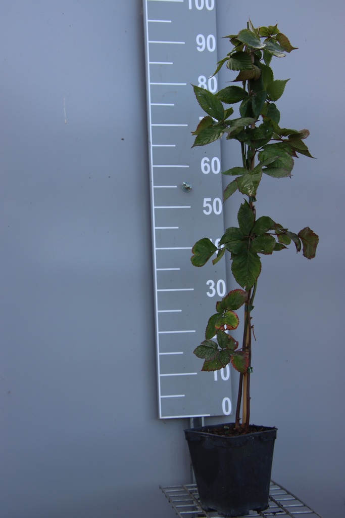 [BRTCRB] MÛRIER 'TRIPLE CROWN' (Pot carré 2 litres, 80-100 cm, BE-BIO-01)
